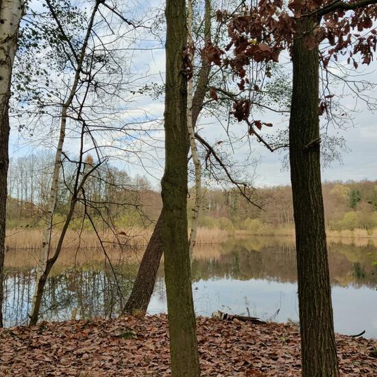 Landschaft: Süßwasser im Habitat See in der NatureSpots App