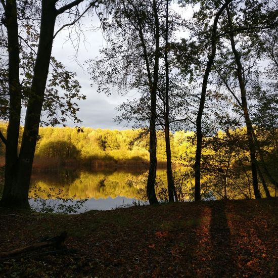 Landschaft: Süßwasser im Habitat See in der NatureSpots App