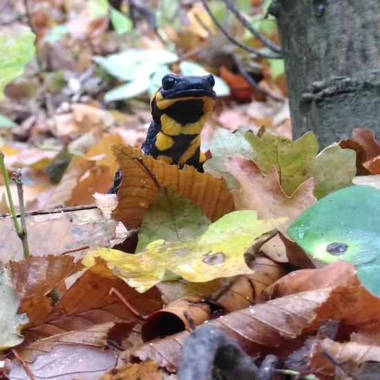 Fire salamander: Animal in habitat Temperate forest in the NatureSpots App