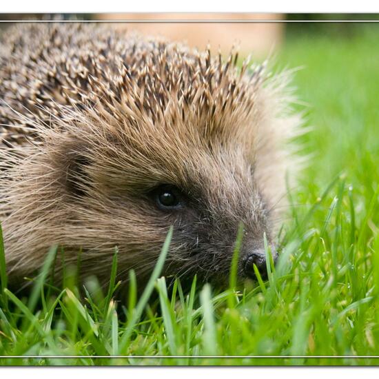 European hedgehog: Animal in habitat Garden in the NatureSpots App