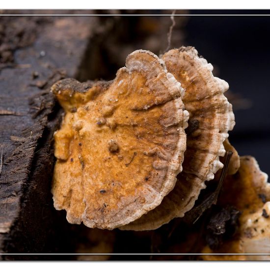 Trametes versicolor: Mushroom in habitat Garden in the NatureSpots App