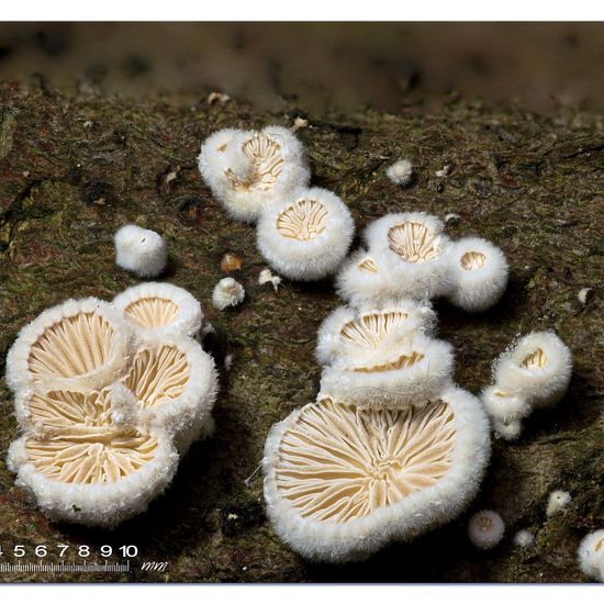 Agaricus variabilis: Mushroom in habitat Garden in the NatureSpots App