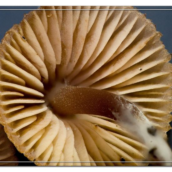 Mycena galericulata: Mushroom in habitat Garden in the NatureSpots App