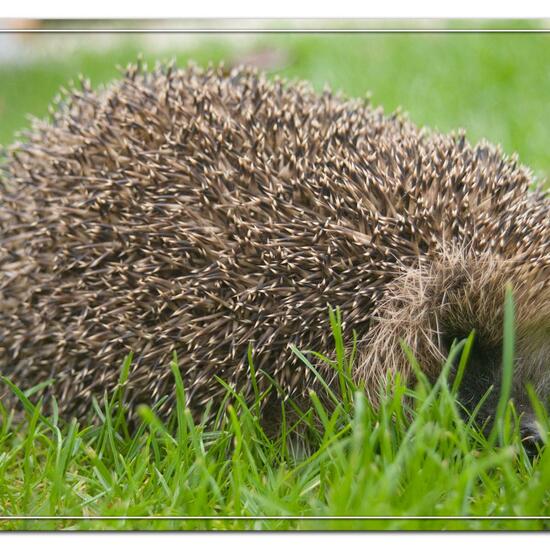 European hedgehog: Animal in habitat Garden in the NatureSpots App