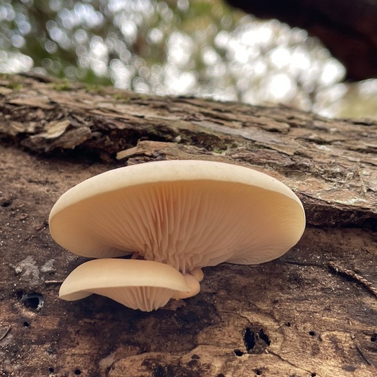 Unknown species: Mushroom in habitat Forest in the NatureSpots App