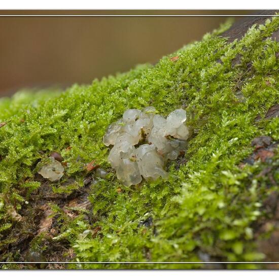 Exidia nucleata: Mushroom in habitat Forest in the NatureSpots App