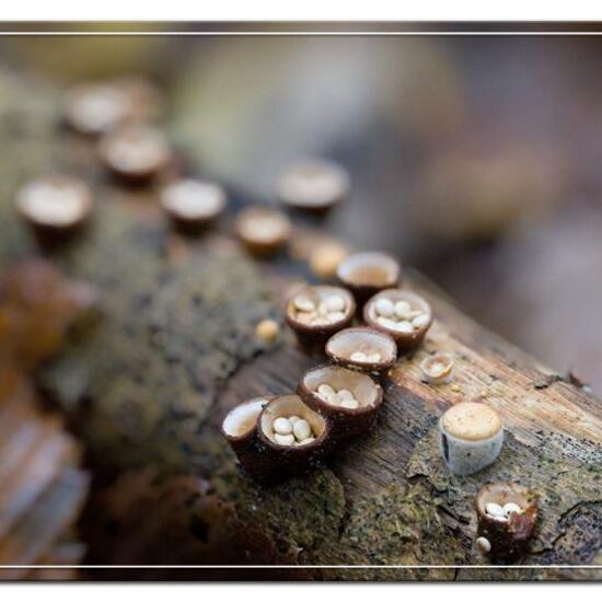 Crucibulum crucibuliforme: Mushroom in habitat Forest in the NatureSpots App