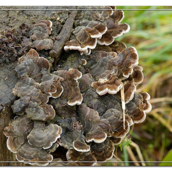 Gezonter Ohrlappenpilz: Pilz im Habitat Grasland und Büsche in der NatureSpots App