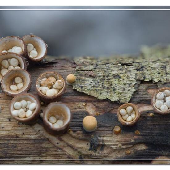 Crucibulum crucibuliforme: Pilz im Habitat Wald in der NatureSpots App