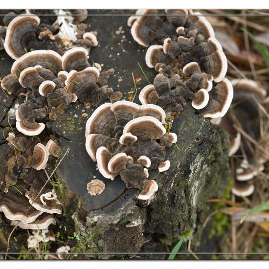 Trametes versicolor: Mushroom in habitat Grassland in the NatureSpots App