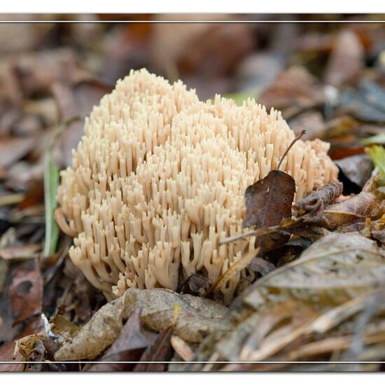 Ramaria stricta: Mushroom in habitat Road or Transportation in the NatureSpots App