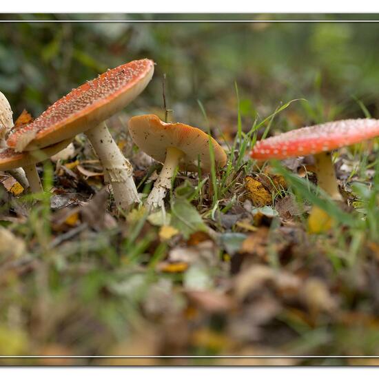 Amanita muscaria: Mushroom in habitat Grassland in the NatureSpots App