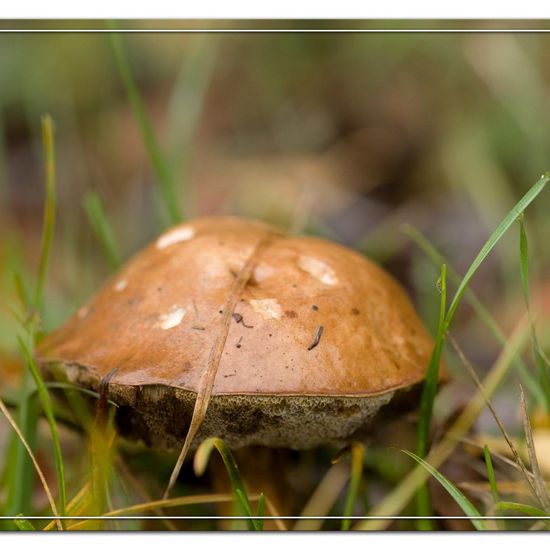 Leccinum scabrum: Mushroom in habitat Commerce or Industrial in the NatureSpots App