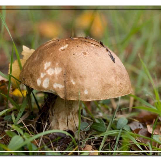 Leccinum scabrum: Mushroom in habitat Commerce or Industrial in the NatureSpots App