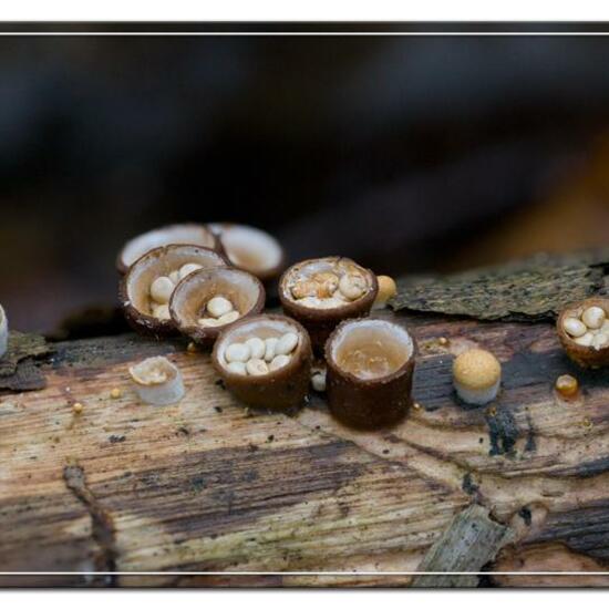 Crucibulum crucibuliforme: Mushroom in habitat Forest in the NatureSpots App