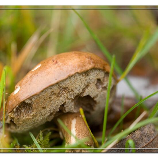 Gemeiner Birkenpilz: Pilz im Habitat Industrie in der NatureSpots App