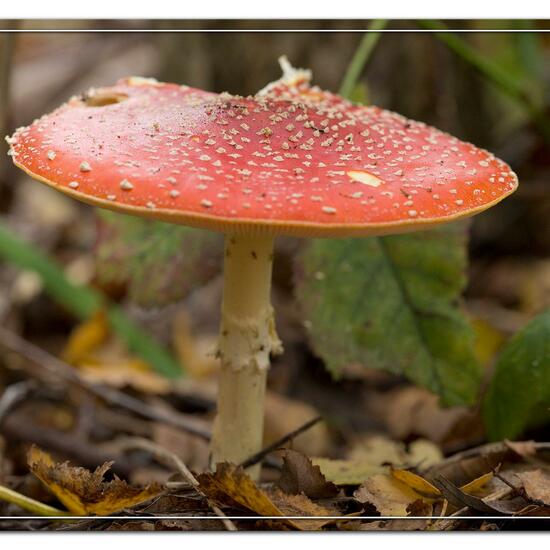 Amanita muscaria: Mushroom in habitat Grassland in the NatureSpots App