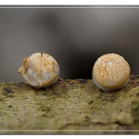 Crucibulum crucibuliforme: Pilz im Habitat Wald in der NatureSpots App