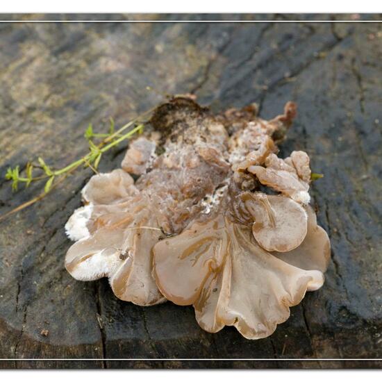 Auricularia mesenterica: Mushroom in habitat Grassland in the NatureSpots App