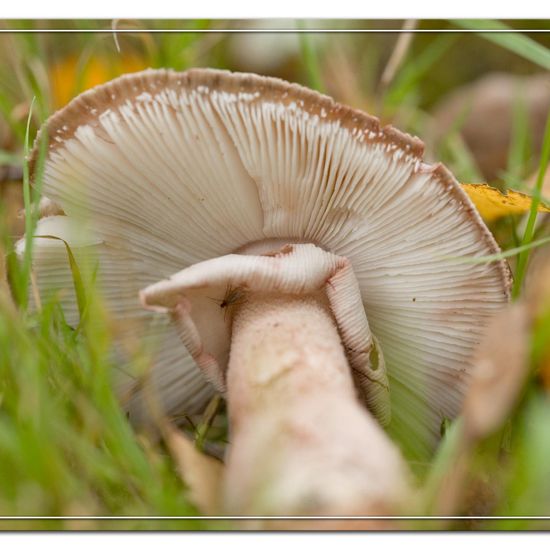 Amanita rubescens: Mushroom in habitat Commerce or Industrial in the NatureSpots App