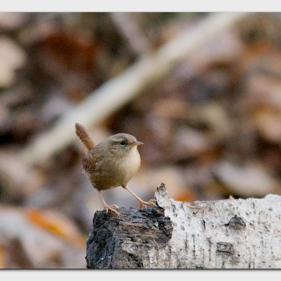 Eurasian Wren: Animal in habitat Backyard in the NatureSpots App