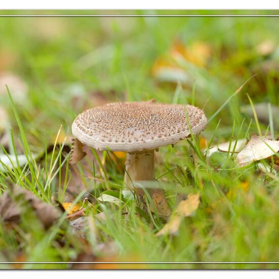 Amanita rubescens: Mushroom in habitat Commerce or Industrial in the NatureSpots App