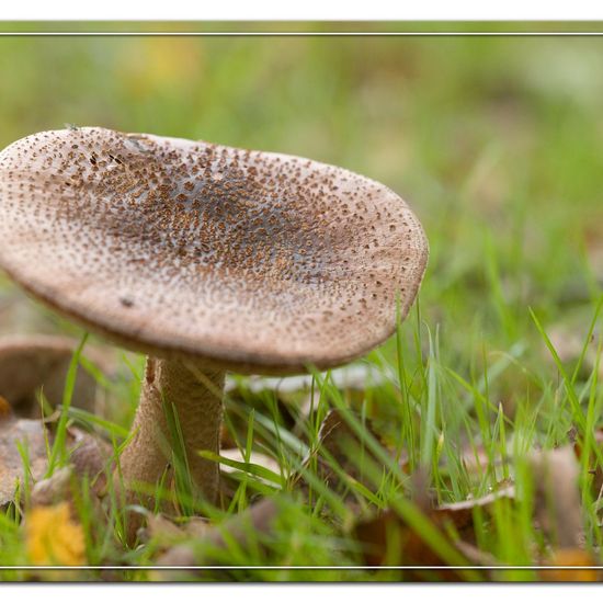 Amanita rubescens: Mushroom in habitat Commerce or Industrial in the NatureSpots App