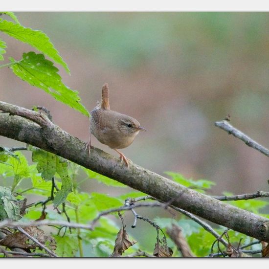 Eurasian Wren: Animal in habitat Backyard in the NatureSpots App