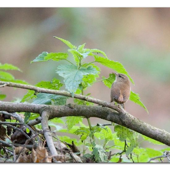 Eurasian Wren: Animal in habitat Backyard in the NatureSpots App