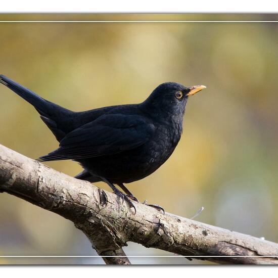 Common blackbird: Animal in habitat Backyard in the NatureSpots App