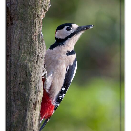 Great Spotted Woodpecker: Animal in habitat Garden in the NatureSpots App