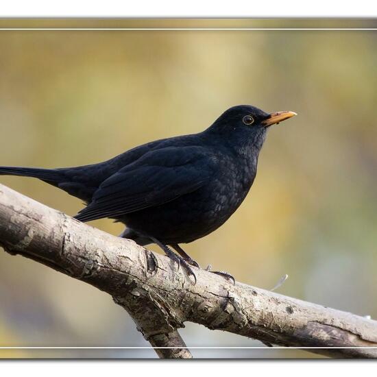 Common blackbird: Animal in habitat Backyard in the NatureSpots App