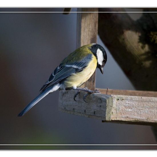 Kohlmeise: Tier im Habitat Hinterhof in der NatureSpots App