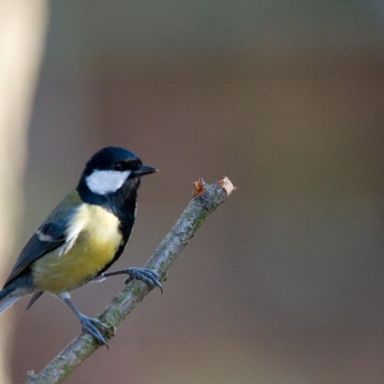 Kohlmeise: Tier im Habitat Hinterhof in der NatureSpots App