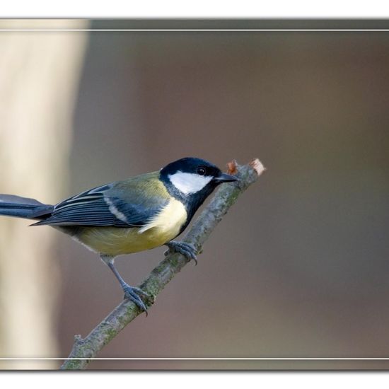 Kohlmeise: Tier im Habitat Hinterhof in der NatureSpots App