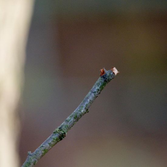 Kohlmeise: Tier im Habitat Hinterhof in der NatureSpots App