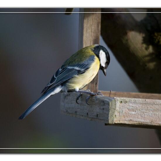 Great Tit: Animal in habitat Backyard in the NatureSpots App