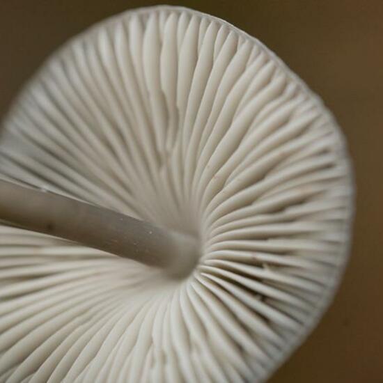 Mycena polygramma: Mushroom in habitat Forest in the NatureSpots App