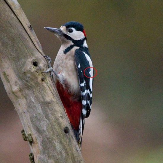 Great Spotted Woodpecker: Animal in habitat Backyard in the NatureSpots App