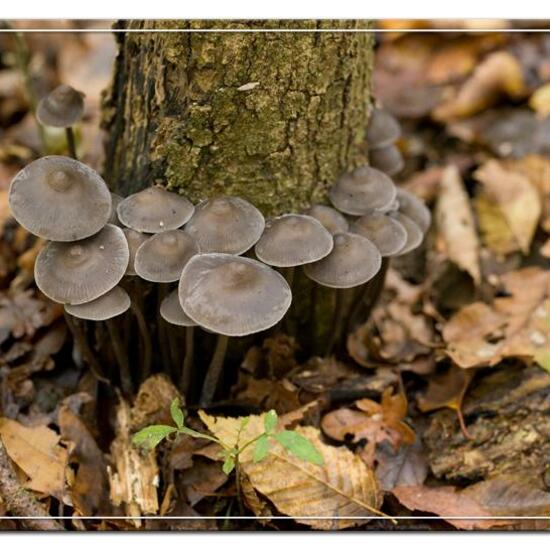 Mycena polygramma: Mushroom in habitat Forest in the NatureSpots App