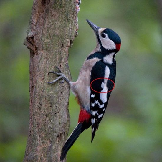 Great Spotted Woodpecker: Animal in habitat Backyard in the NatureSpots App