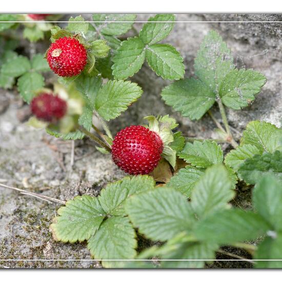 Mock strawberry: Plant in habitat Garden in the NatureSpots App