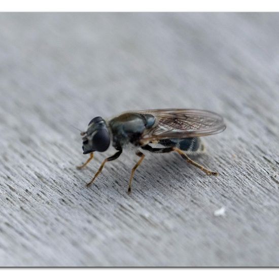 Cheilosia caerulescens: Tier in der Natur in der NatureSpots App