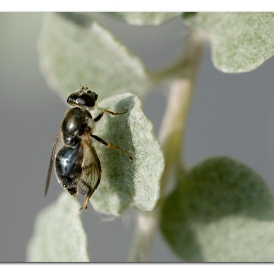 Cheilosia caerulescens: Tier in der Natur in der NatureSpots App