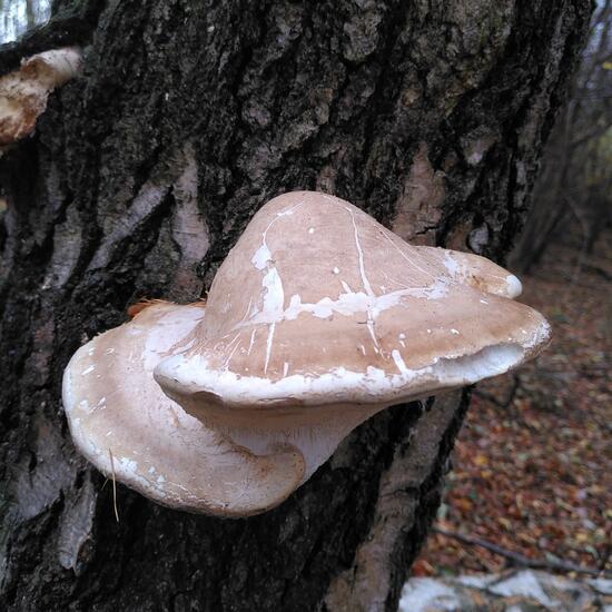 Fomitopsis betulina: Mushroom in habitat Temperate forest in the NatureSpots App