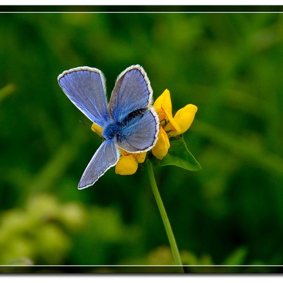 Hauhechel-Bläuling: Tier in der Natur in der NatureSpots App