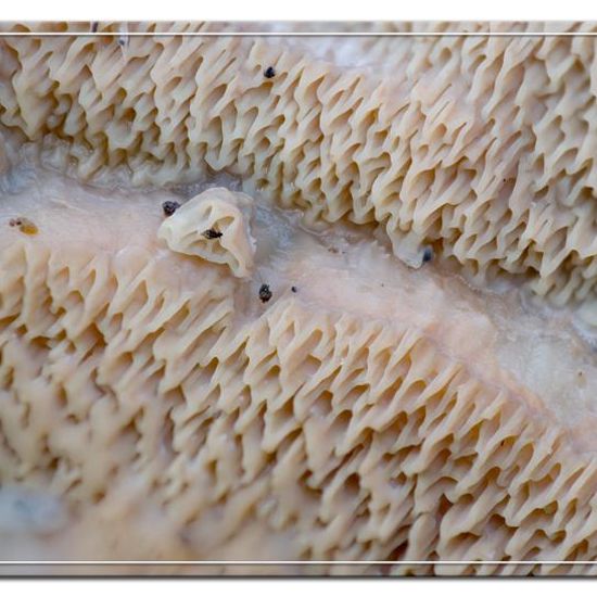 Phlebia tremellosa: Mushroom in habitat Garden in the NatureSpots App