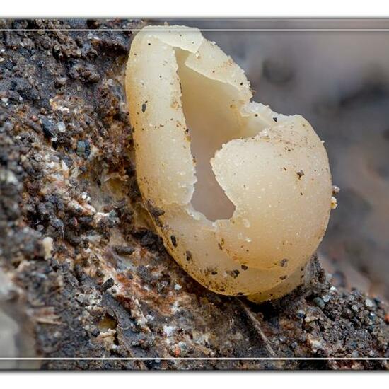 Tarzetta catinus: Mushroom in habitat Garden in the NatureSpots App