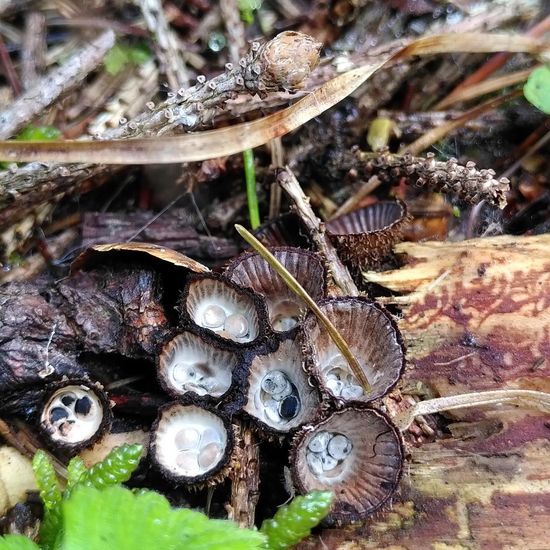 Eine unbekannte Art: Pilz im Habitat Wald der gemäßigten Breiten in der NatureSpots App