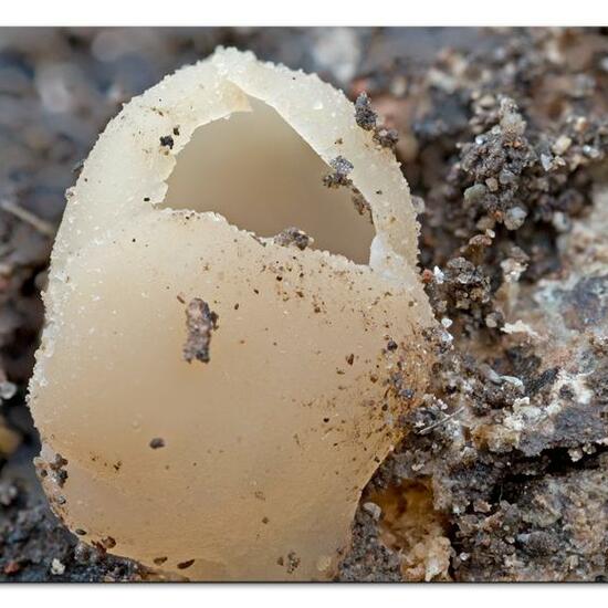 Tarzetta catinus: Mushroom in habitat Garden in the NatureSpots App